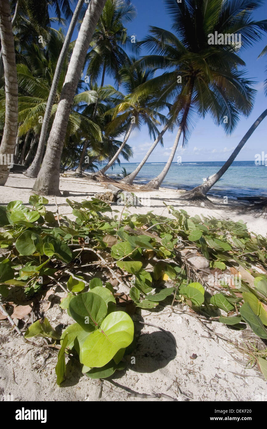 Playa Frontón, Península de Samaná, República Dominicana Foto de stock