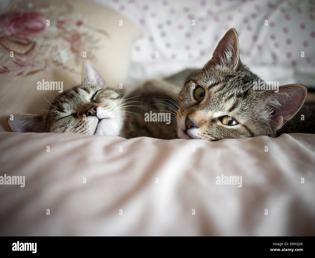 Dos gatos durmiendo juntos Foto de stock