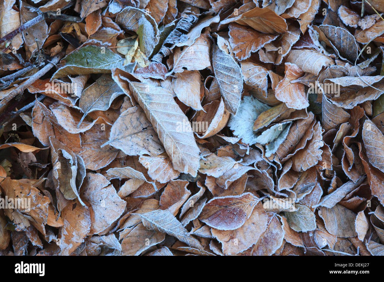 Escarcha en el Beech europeo caído hojas (Fagus sylvatica). El Parque Natural del Montseny. Barcelona. Cataluña. España. Foto de stock