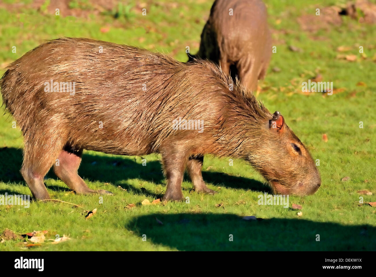 Brasil, el Pantanal: capibaras (Hydrochoerus hydrochaeris) son vegetarianos y les gusta comer hierba Foto de stock