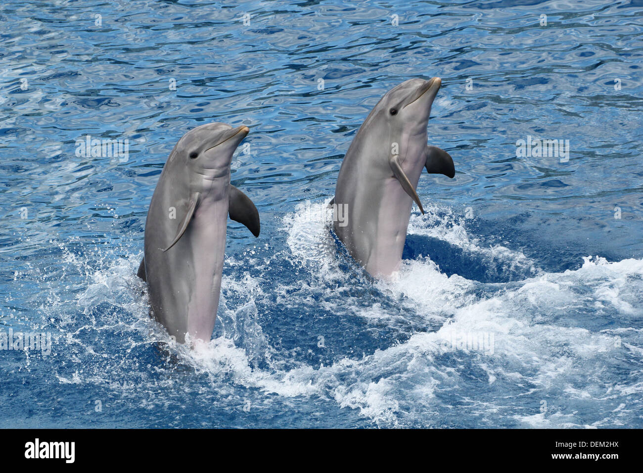 Los delfines nariz de botella se mueve hacia atrás, apoyada por su cola en el Oceanografic Aquarium Marine Park & Zoo en Valencia, España Foto de stock