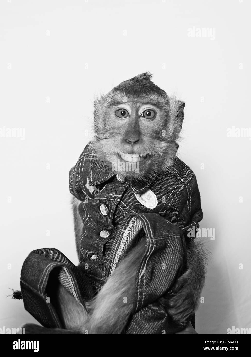Mono Sonriente en Denim Jacket Foto de stock