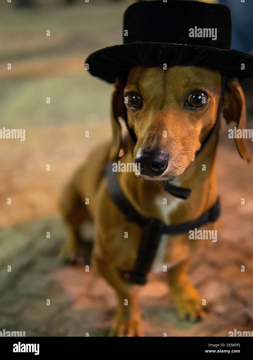 Gracioso/lindo perro Teckel vistiendo un top hat posando para una foto en la calle. Foto de stock
