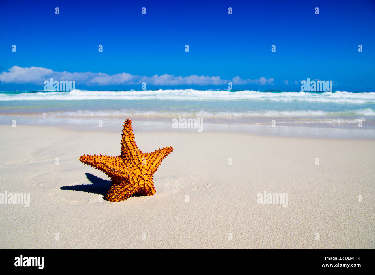 Estrella de mar con vistas al mar, la playa y el mar, Foto de stock
