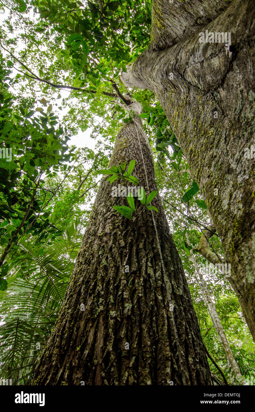 Jacareuba o lagarto caspi Calophyllum brasiliense y Brosimum (derecha)  Rainforest árboles maderables, Parque Nacional Manu, Perú Fotografía de  stock - Alamy