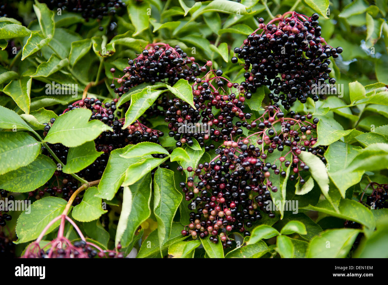 Elderberry frutas clusters sag en planta Foto de stock