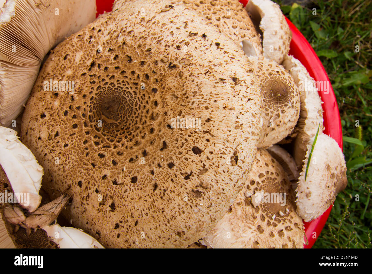 Llena las cestas de setas Parasol Overview (Macrolepiota procera) Foto de stock