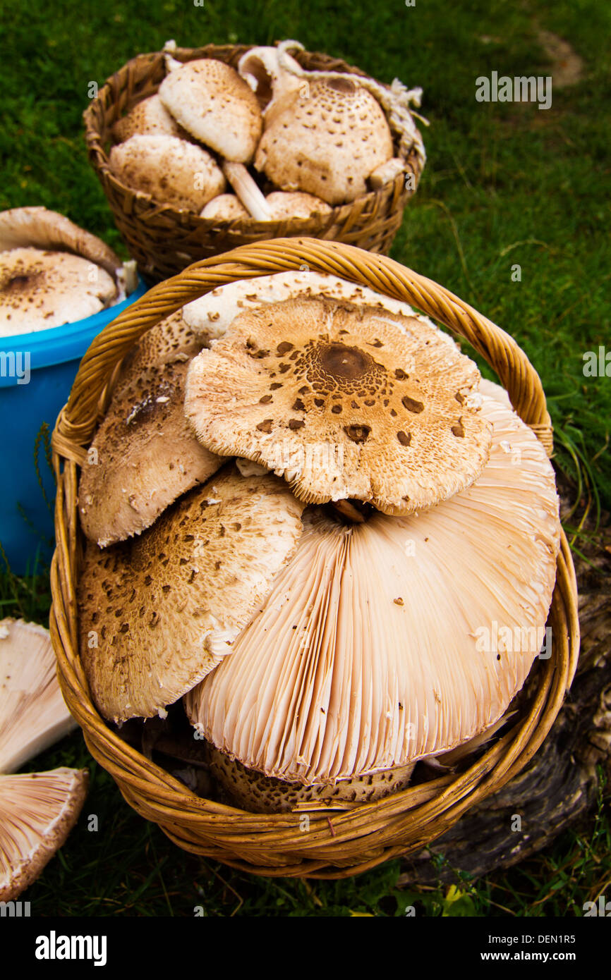 Llena las cestas de setas Parasol Overview (Macrolepiota procera) Foto de stock