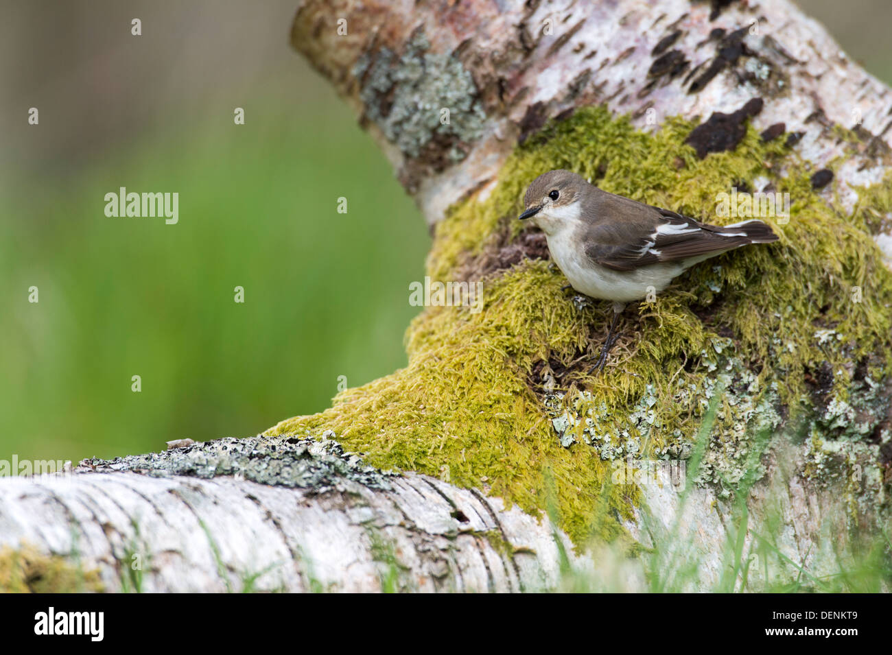Unión papamoscas cerrojillo (Ficedula hypoleuca] - hembra, UK Foto de stock
