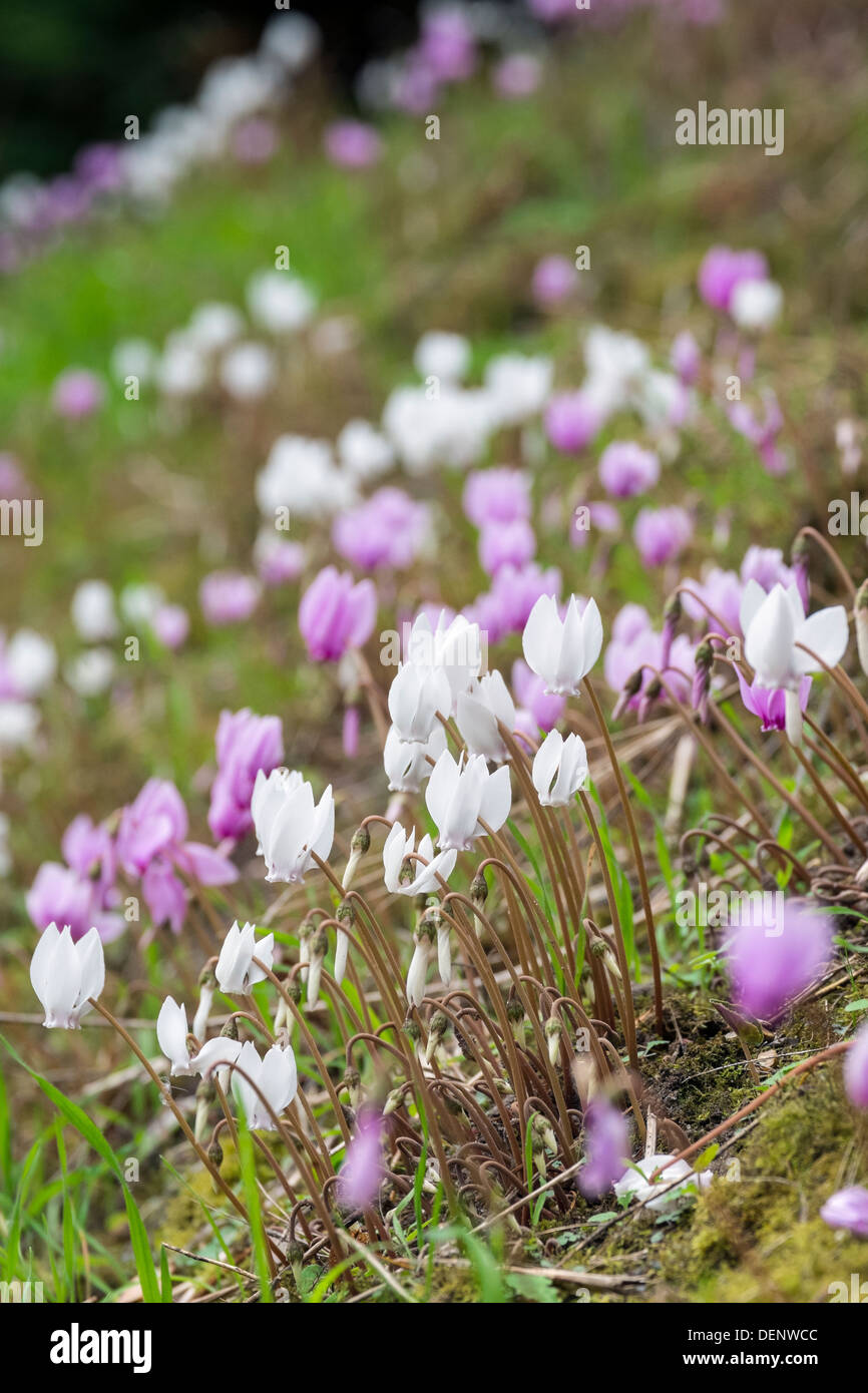 Floración verano Cyclamen creciendo en un banco de sombra Foto de stock