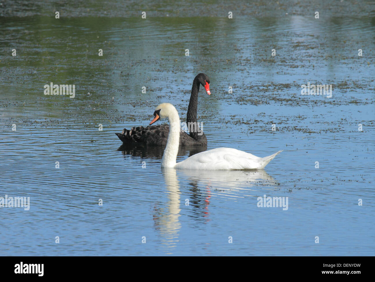 En blanco y negro en armonía concepto cisnes Foto de stock