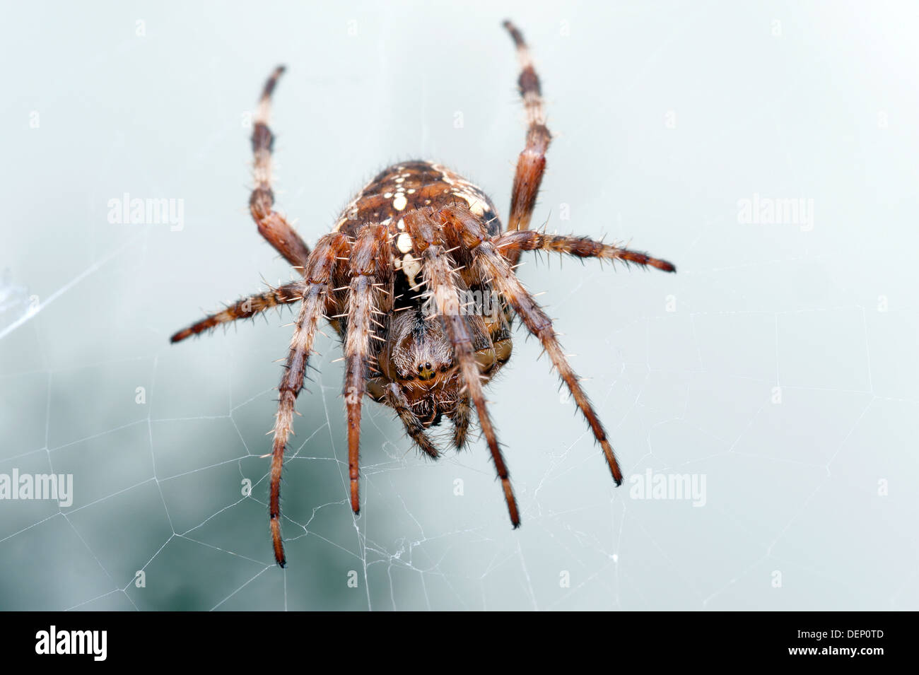 Spider - Araneus Diadematus, Orb Weaver, araña de jardín en la red Foto de stock
