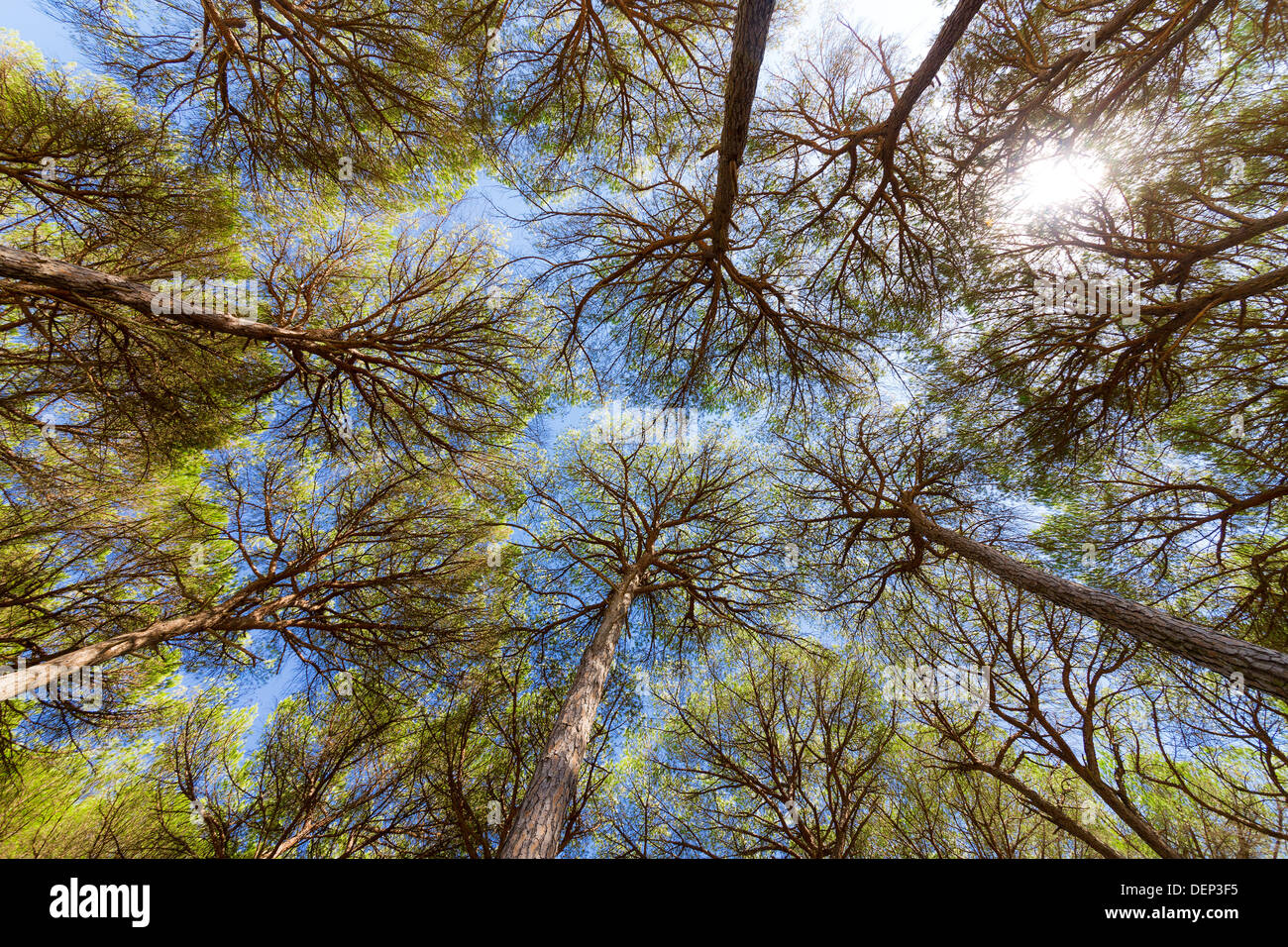 Amplio ángulo de visión de los pinos con el cielo azul Foto de stock