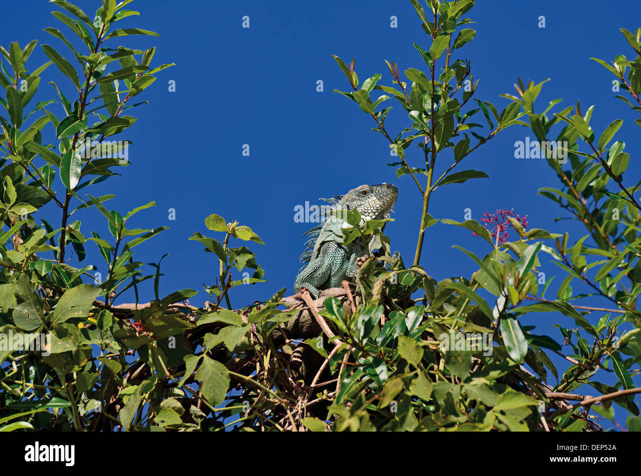 Brasil, el Pantanal: Verde Leguan (Iguana iguana) sentado en la cima de un monte en Riverside Foto de stock
