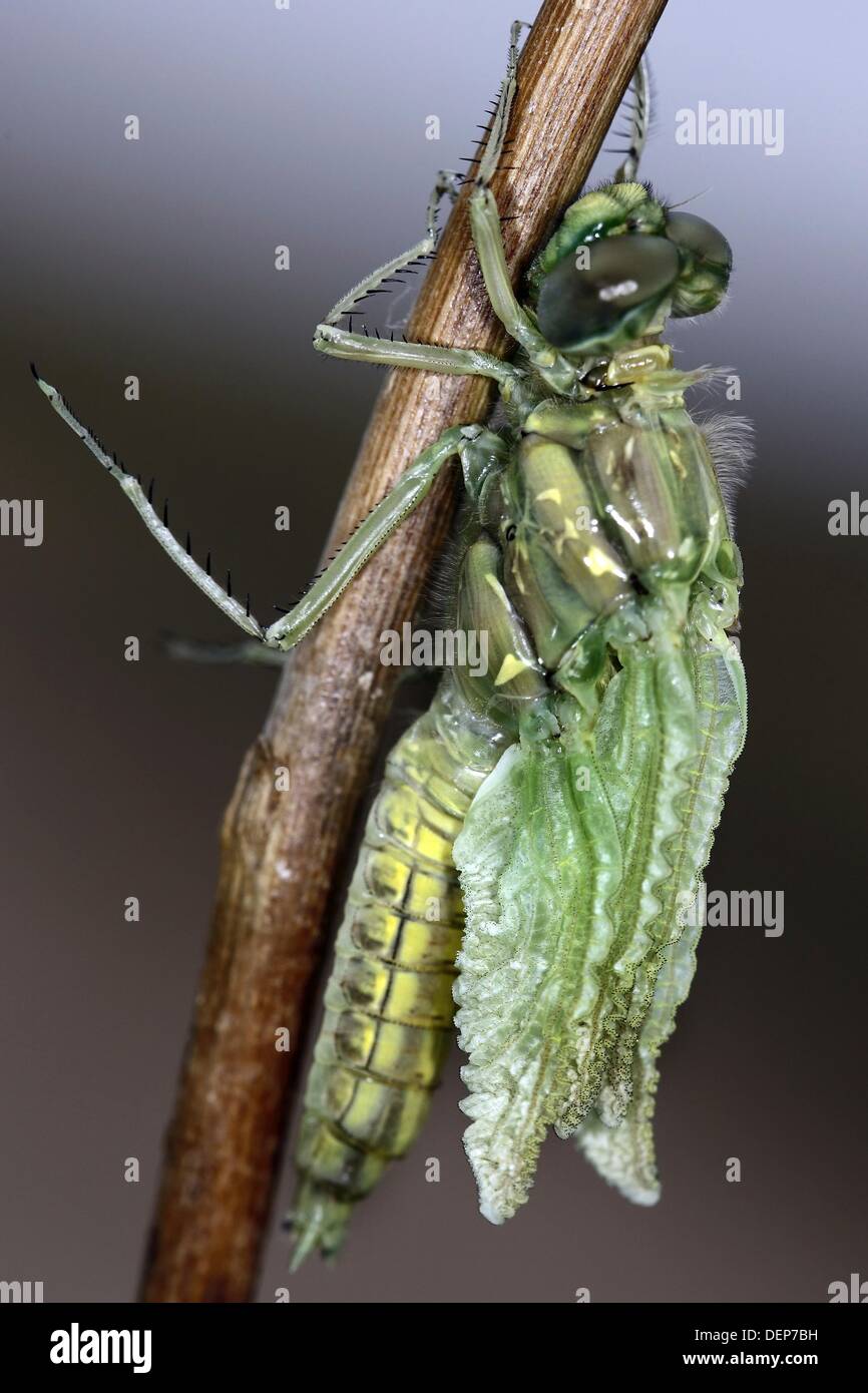La metamorfosis de la libélula en imago Gomphus Stylurus flavipes syn Foto de stock
