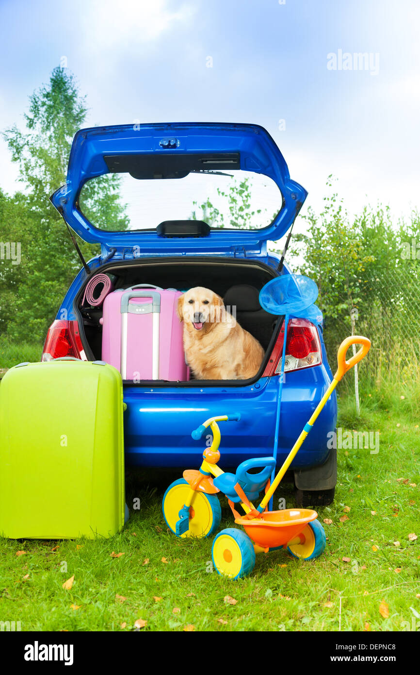 Embalar el coche, perro esperando en el tronco con bolsas de viaje, goteo, bola, boca-net Foto de stock