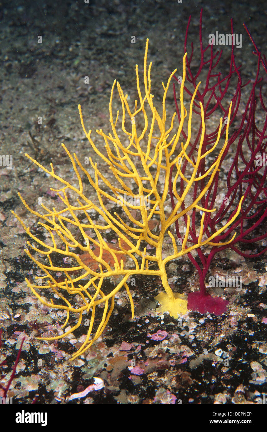 Atlántico Oriental. Galicia. España. Rareza. Mar rojo ventilador de color amarillo (Leptogorgia sarmentosa) Foto de stock