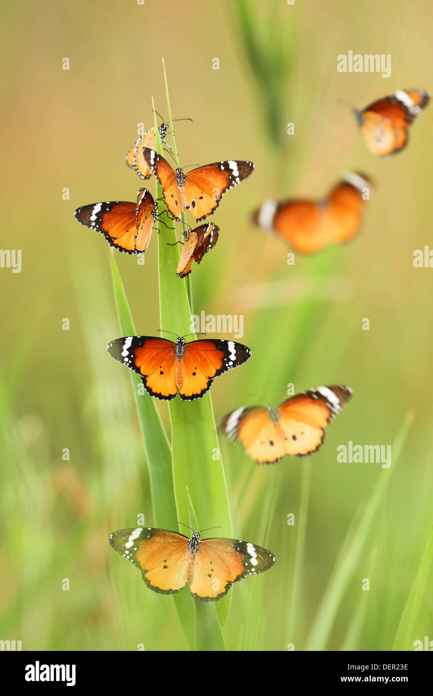 Un rebaño de Plain Tigre (Danaus chrysippus) AKA Mariposa Monarca Africana preparándose para descansar por la noche Foto de stock