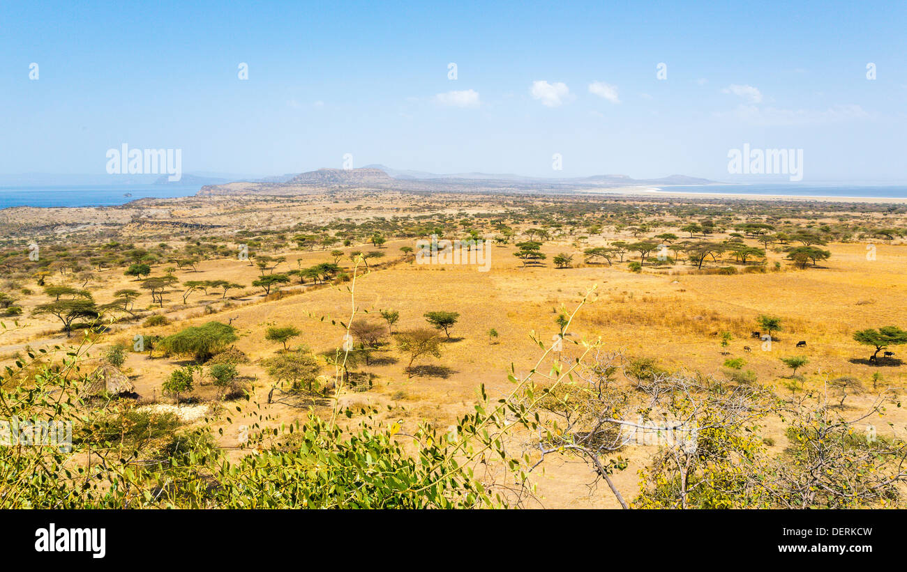 Árboles de acacia y la vegetación en los pastizales de la sabana seca en el parque nacional Abjatta-shalla, Etiopía Foto de stock