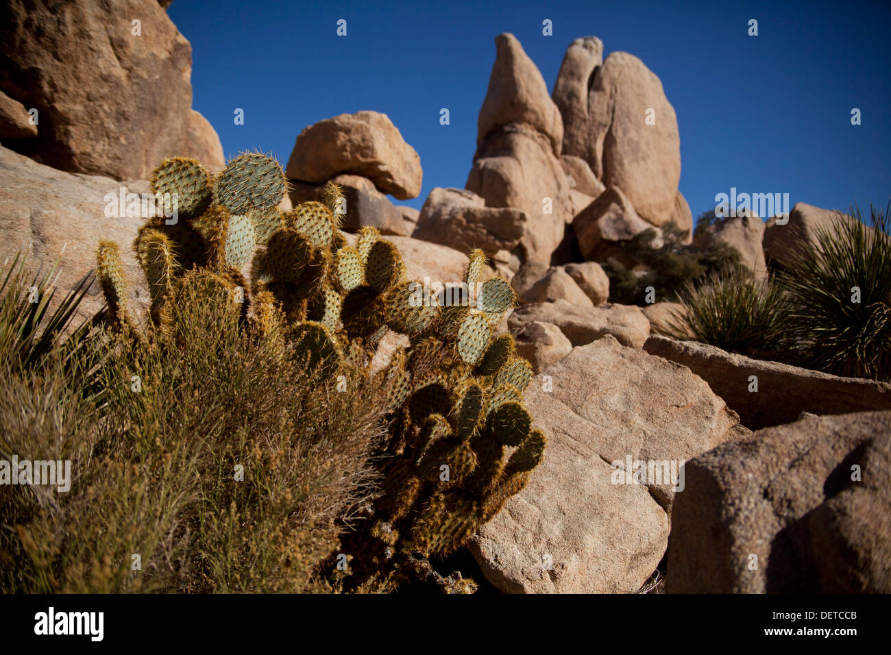 Los cactus Opuntia visto en el desierto de Mojave Joshua Tree National Park en California, EE.UU. Foto de stock