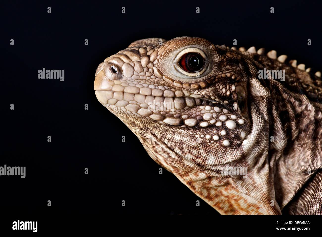 En cautiverio, Colección Privada cubano Iguana Rock Foto de stock