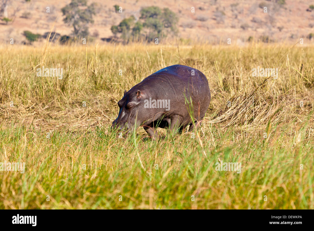 Un hipopótamo fuera del agua en el Parque Nacional Chobe, Botswana Foto de stock