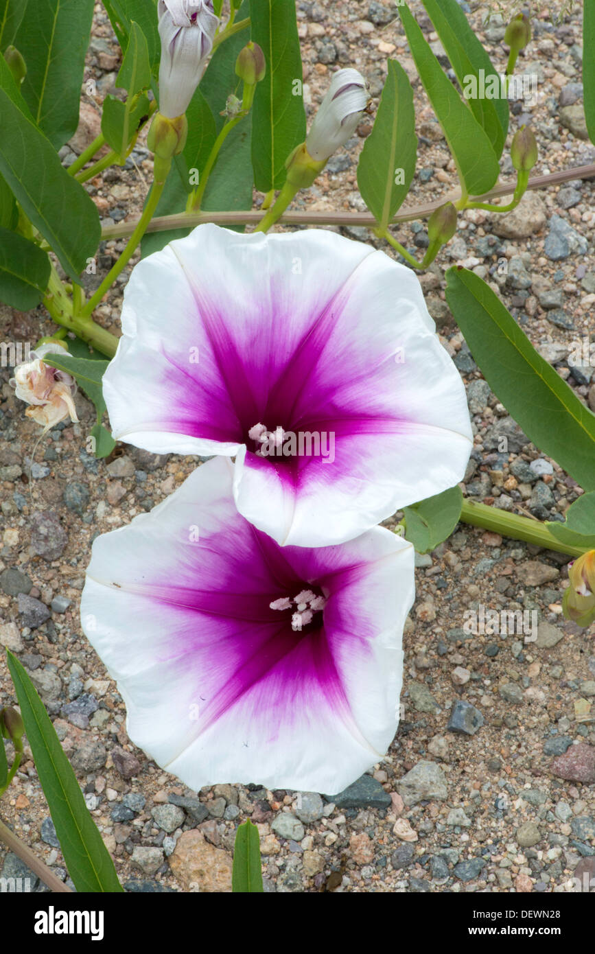 Rosa-throated Morning Glory Ipomoea longifolia Coronado National Memorial, Condado de Cochise, Arizona, Estados Unidos Foto de stock