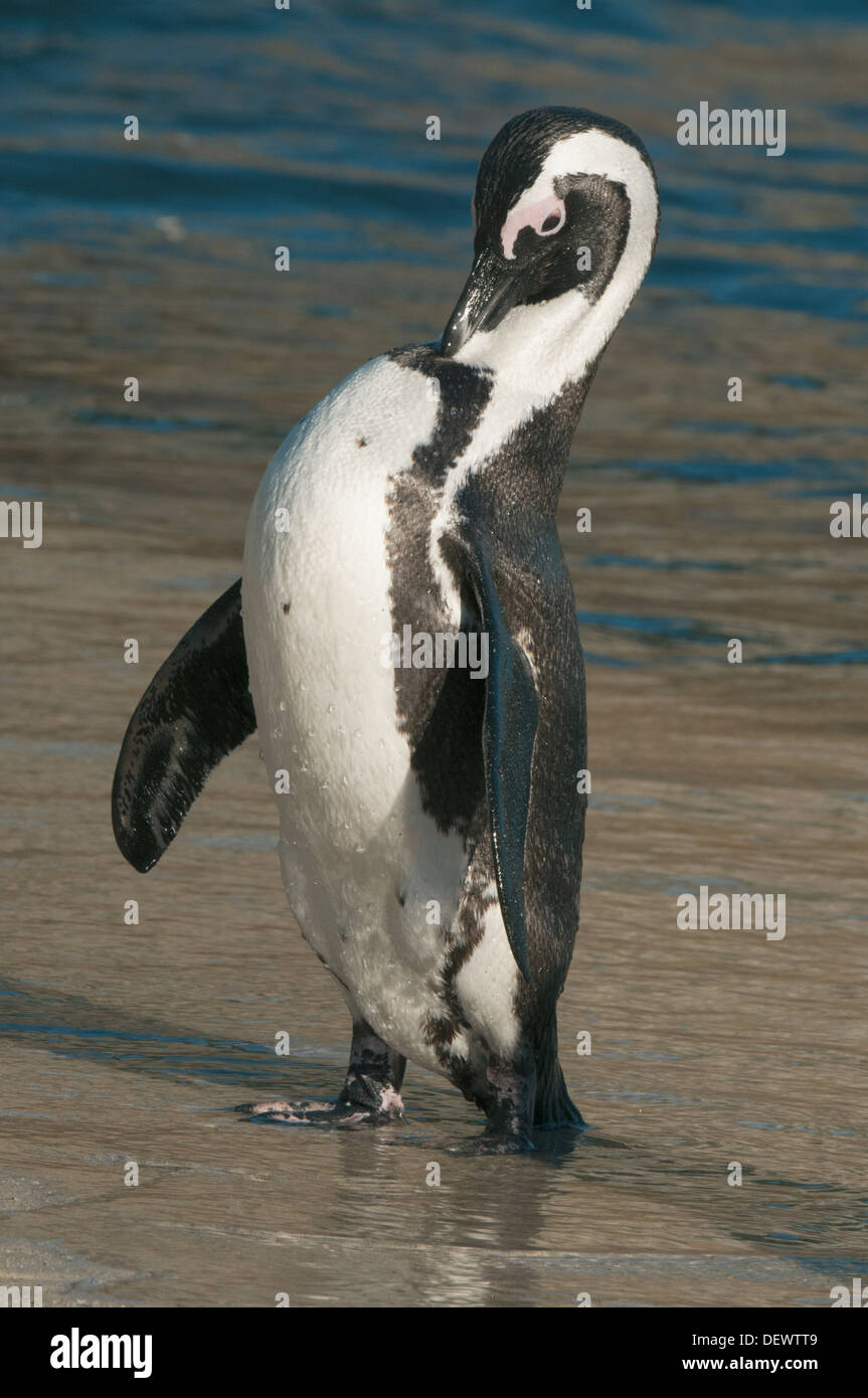 De pingüinos africanos (Spheniscus demersus) salvajes, acicalarse después de surgir del océano, la playa Boulders, Península del Cabo, Sudáfrica final Foto de stock