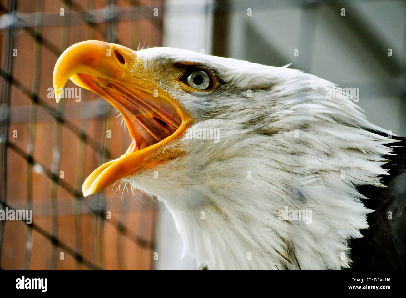 Rechinado eagle Foto de stock