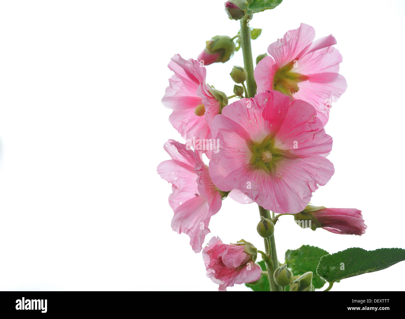Hollyhock rosa en el verano Foto de stock