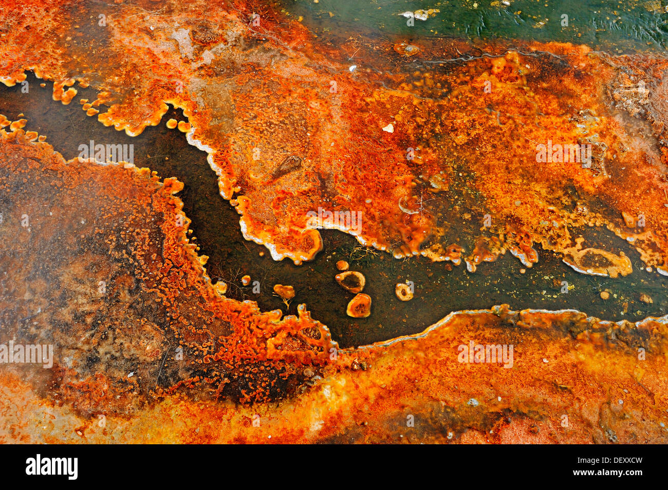 Esteras bacterianas de algas y depósitos minerales en una fuente termal, Biscuit Basin, el Parque Nacional Yellowstone, Wyoming, EE.UU. Foto de stock