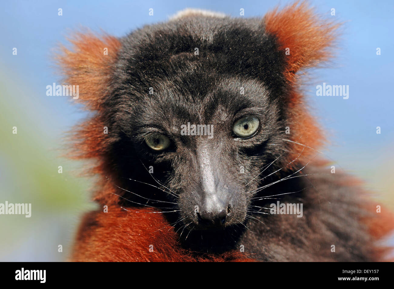 Rojo Ruffed Lemur (Varecia variegata rubra, Varecia variegata ruber), retrato, Madagascar, África Foto de stock