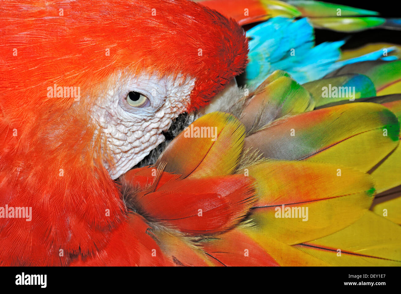 Guacamaya Roja (Ara macao), nativa de América del Sur, en cautividad, Países Bajos, Europa Foto de stock