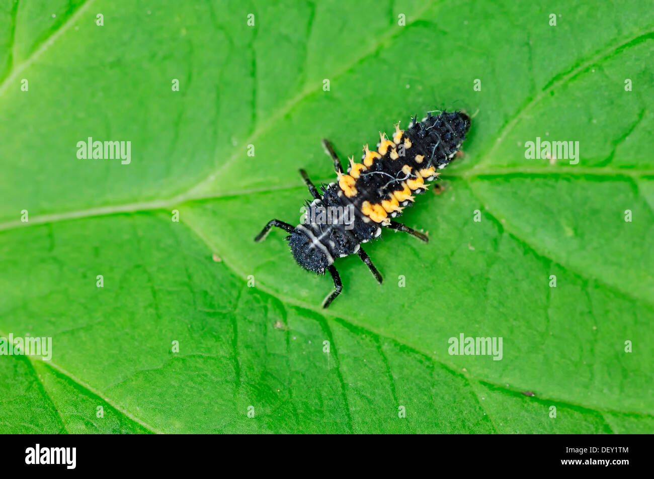 Señora asiática Harmonia axyridis (escarabajos), larva, Renania del Norte-Westfalia Foto de stock
