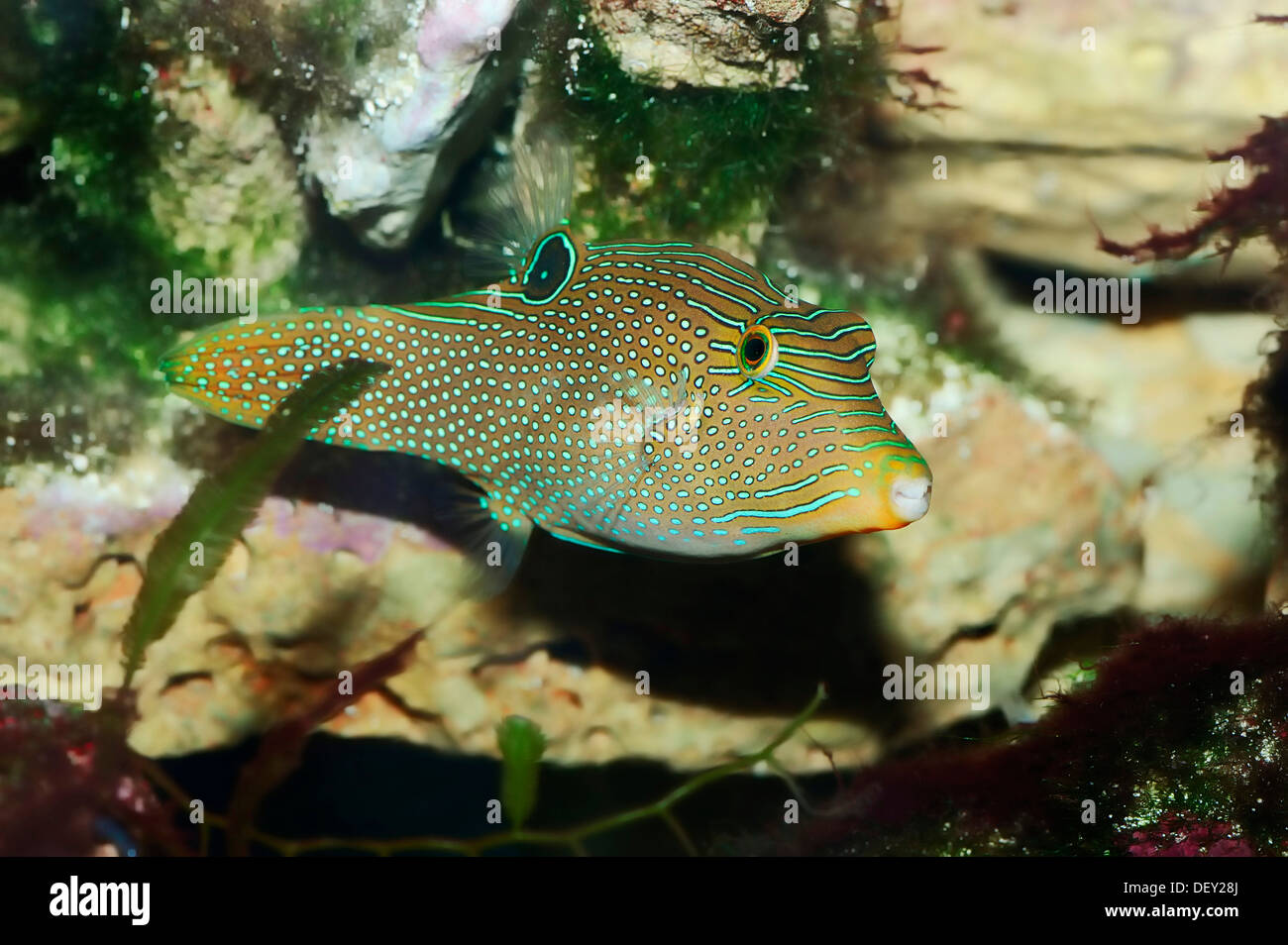 Toby papúes o falso-eye Toby (Canthigaster papua, Canthigaster solandri), nativa de la Gran Barrera de Coral. Foto de stock