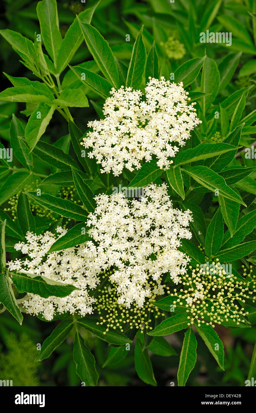 Unión Europea anciano o Black Elderberry (Sambucus nigra), floración, Francia, Europa Foto de stock