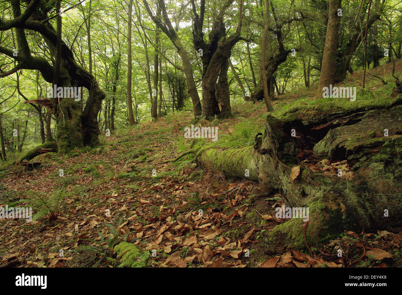 Bosque de castaños, Arenas de Cabrales, Picos de Europa. Asturias