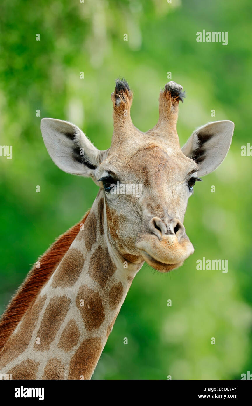Jirafa angoleña (Giraffa camelopardalis angolensis), retrato, nativo de Zambia, Namibia, Botswana y Zimbabwe, cautiva, Francia Foto de stock