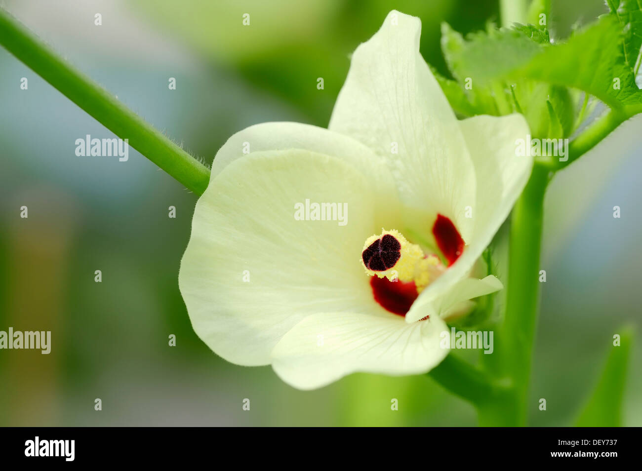 La okra o Lady's Fingers (Abelmoschus esculentus, Hibiscus Esculentus