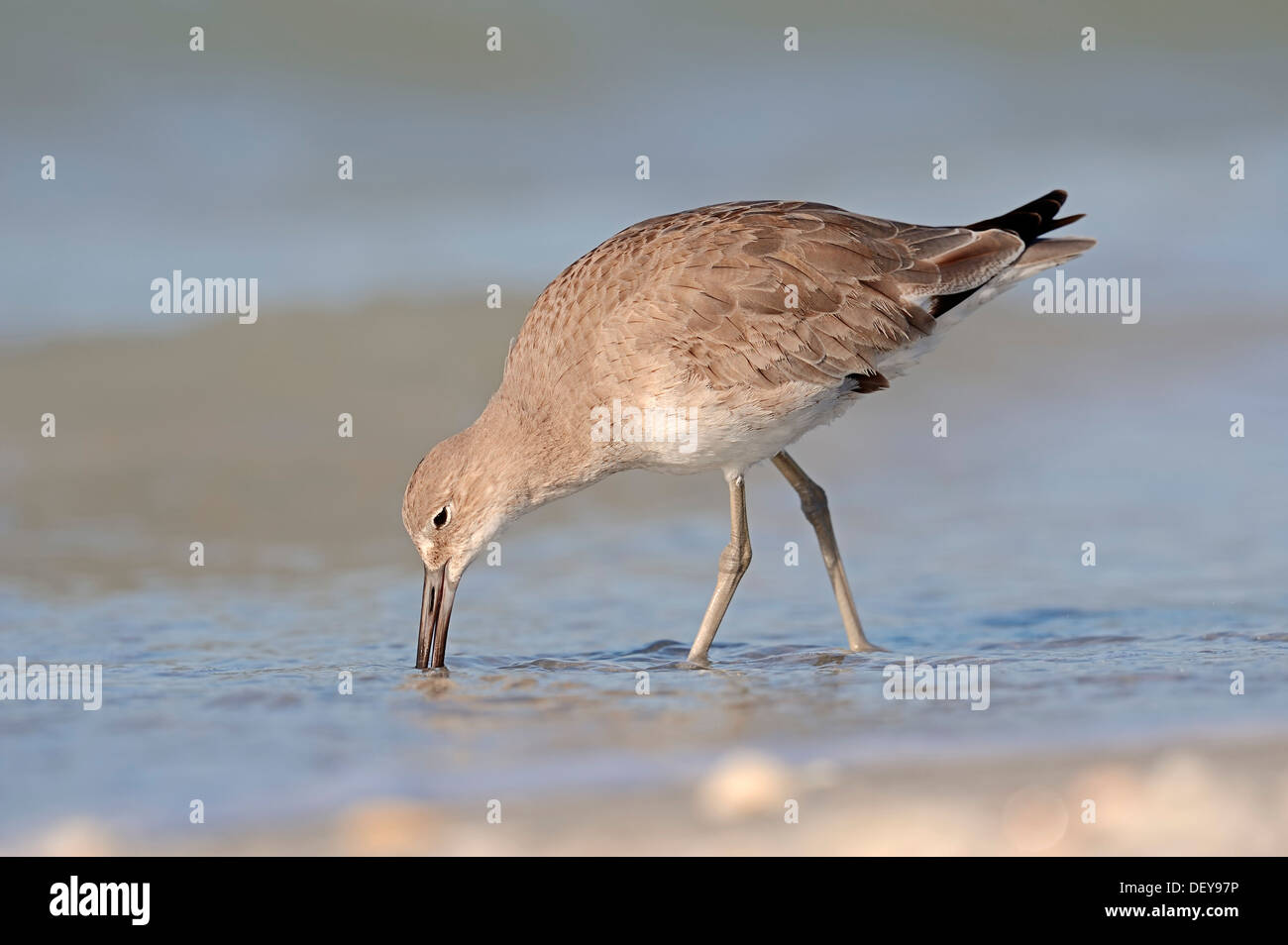 Willet (Tringa semipalmata, Catoptrophorus semipalmatus) en plumaje de invierno, buscar alimento, Sanibel Island, Florida Foto de stock