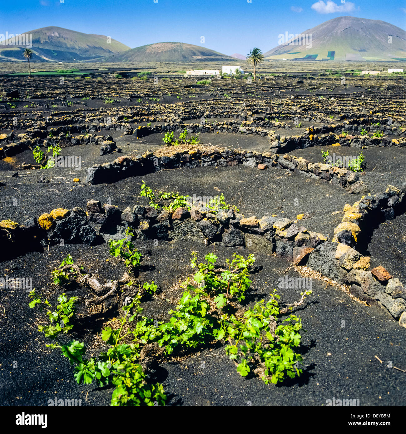 Atrapar la humedad en el suelo fotografías e imágenes de alta resolución -  Alamy