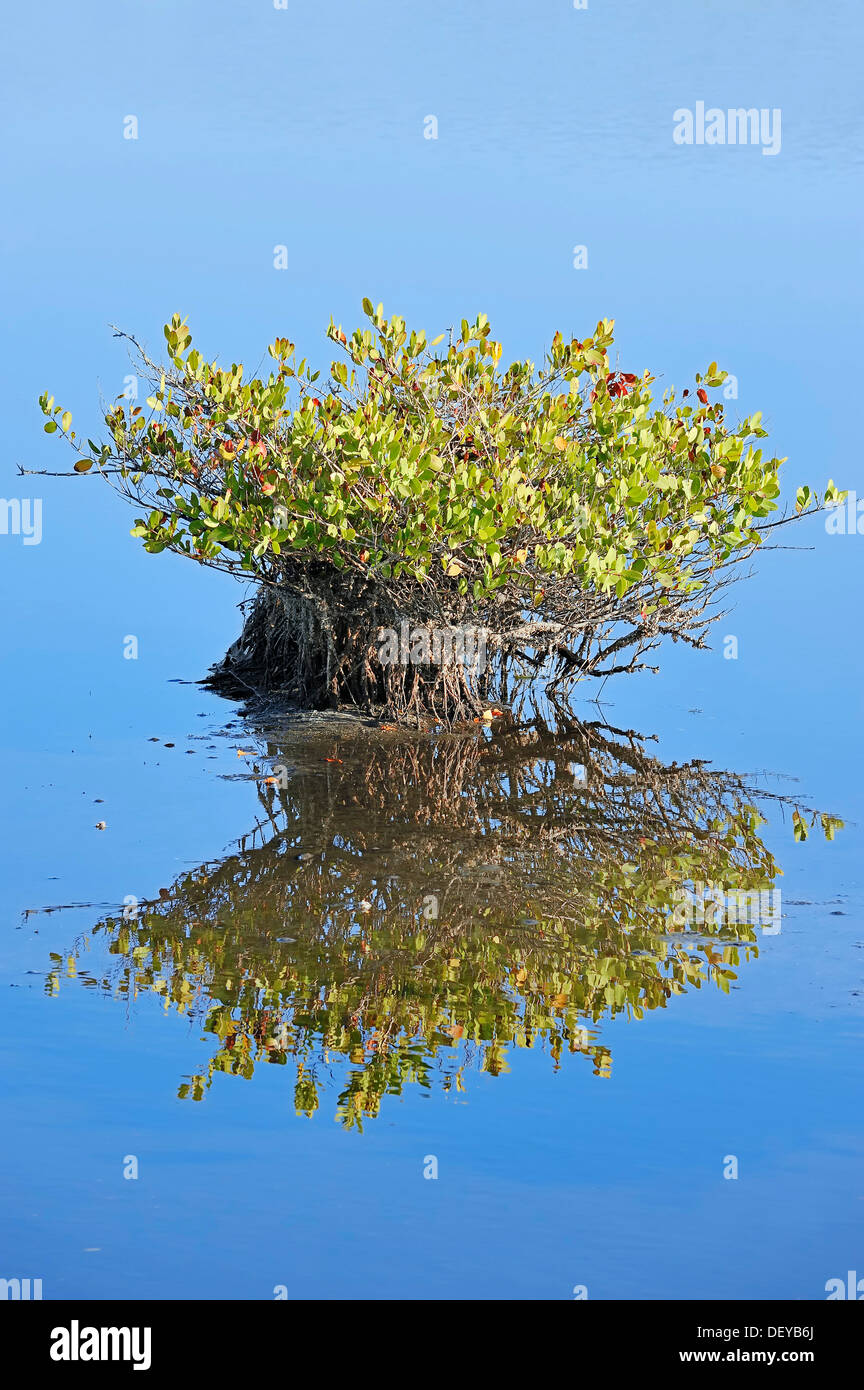 El mangle rojo (Rhizophora mangle), con reflejos en el agua, Merritt Island, Florida, Estados Unidos Foto de stock
