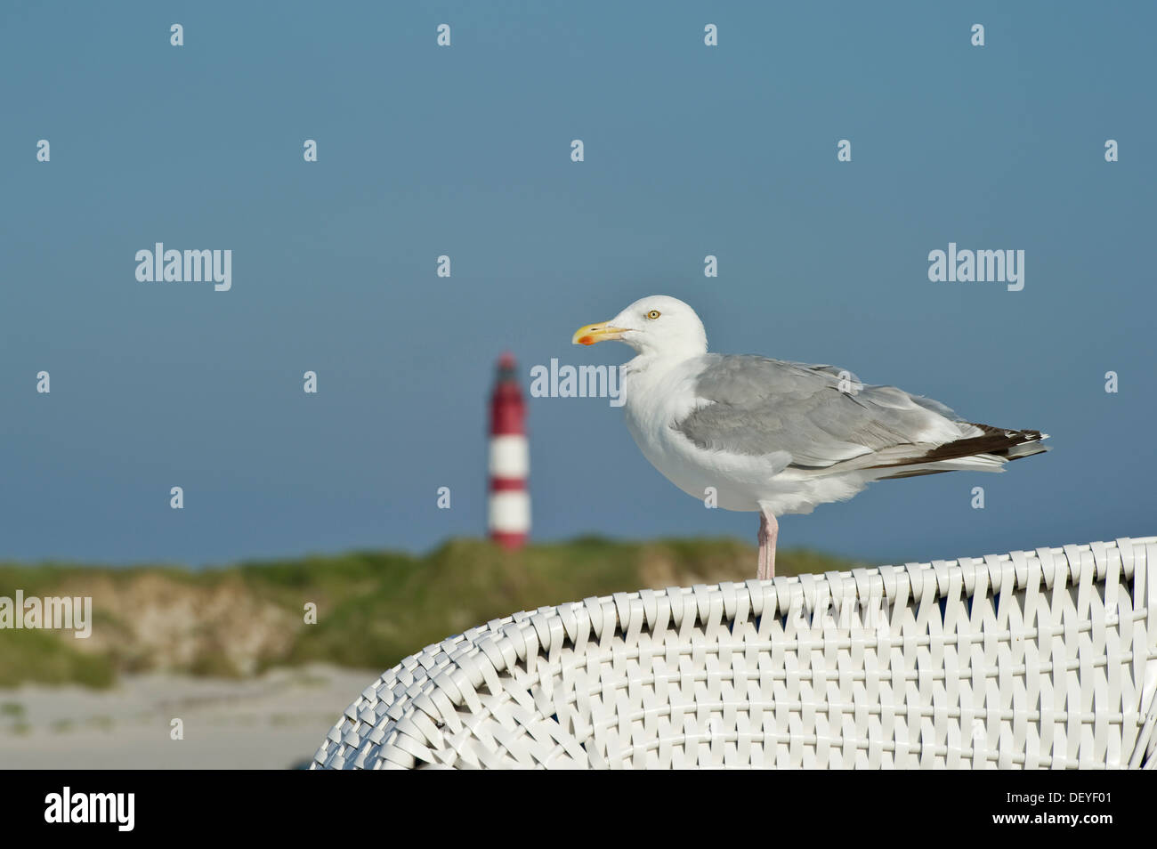 Seagull en una silla de playa en frente de un faro, Amrum, Amrum, Islas de Frisia septentrional, Schleswig-Holstein, Alemania Foto de stock