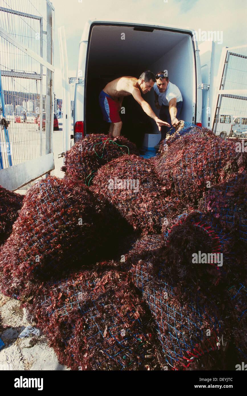 Atlántico norte. Asturias. España. Recopilación de algas rojas para extraer agar-agar (Gelidium sesquipedale) Foto de stock