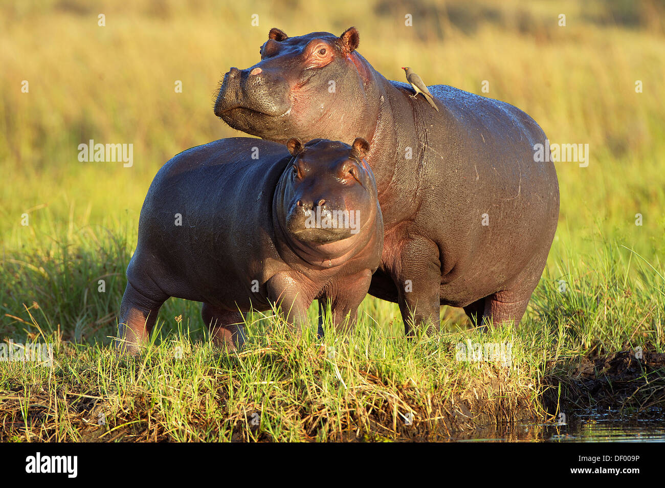 Los hipopótamos (Hippopotamus amphibius), el Parque Nacional Chobe, Noroeste, distrito de Kasane, Botswana Foto de stock