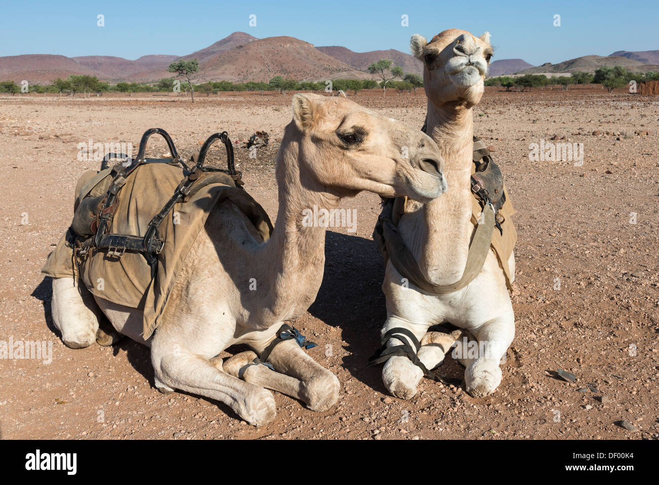 Save the Rhino confianza campamento camellos camellos de patrulla, región Kunene, Namibia, Foto de stock