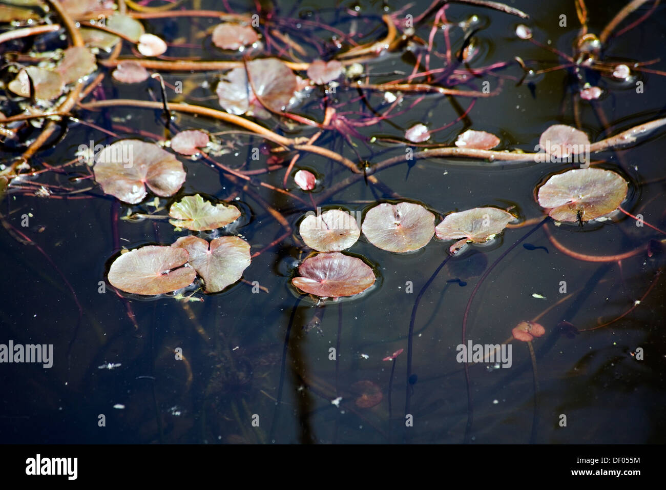 Bordeada Water-Lily flotando en un estanque pequeño Jackson's de ladrillos de madera medio camino Poynton Cheshire, Inglaterra Foto de stock