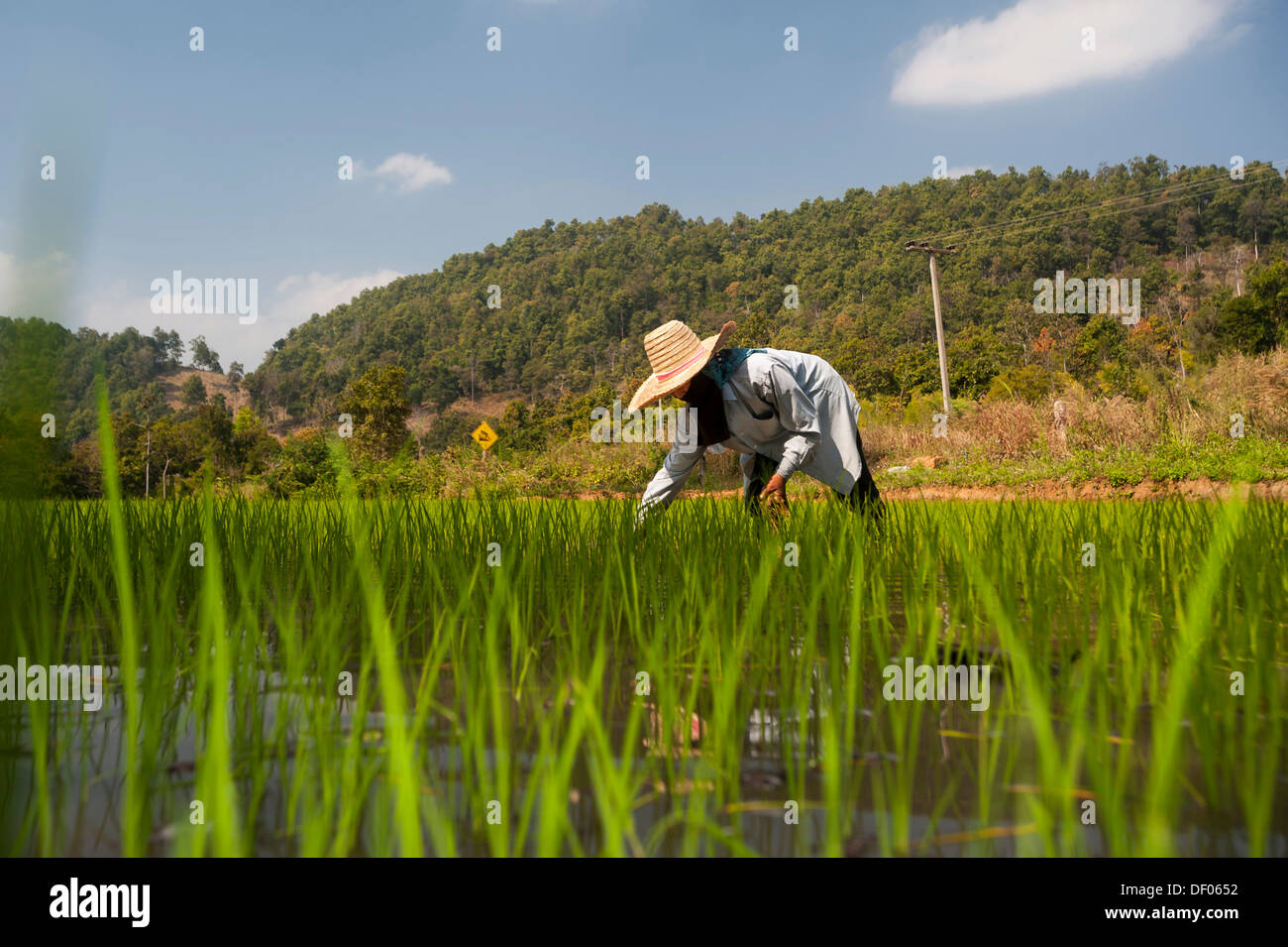 La agricultora con un sombrero, trabajar en un arrozal, las plantas de arroz en el agua, el cultivo de arroz, en el norte de Tailandia, Tailandia, Asia Foto de stock