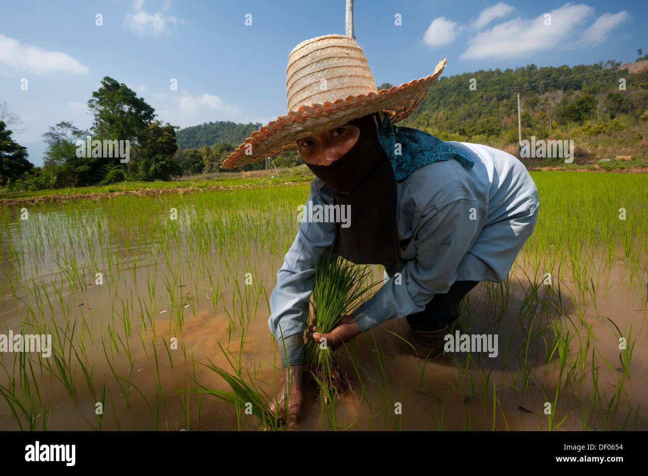 La agricultora con un sombrero, trabajar en un arrozal, las plantas de arroz en el agua, el cultivo de arroz, en el norte de Tailandia, Tailandia, Asia Foto de stock