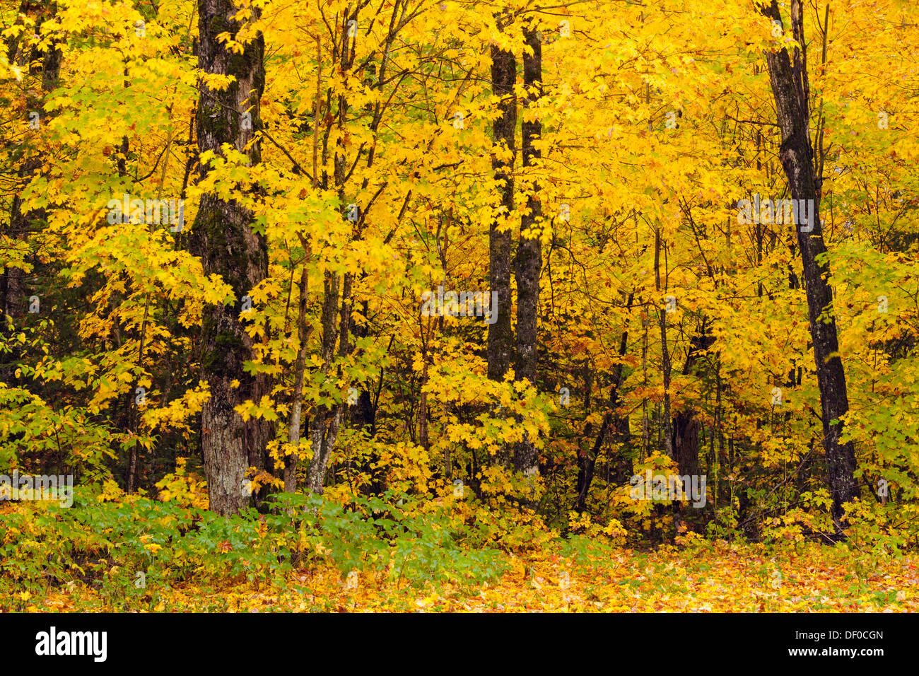 Los árboles de los bosques caducifolios templados en Pico color otoño